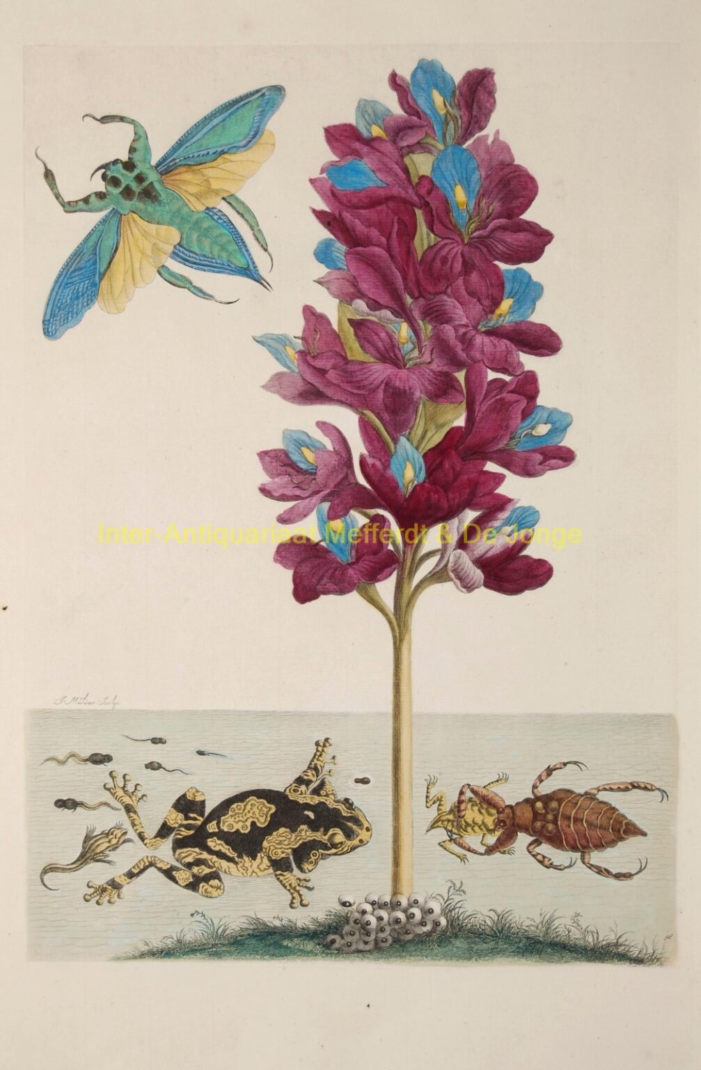 Maria Sibylla Merian - waterscorpion