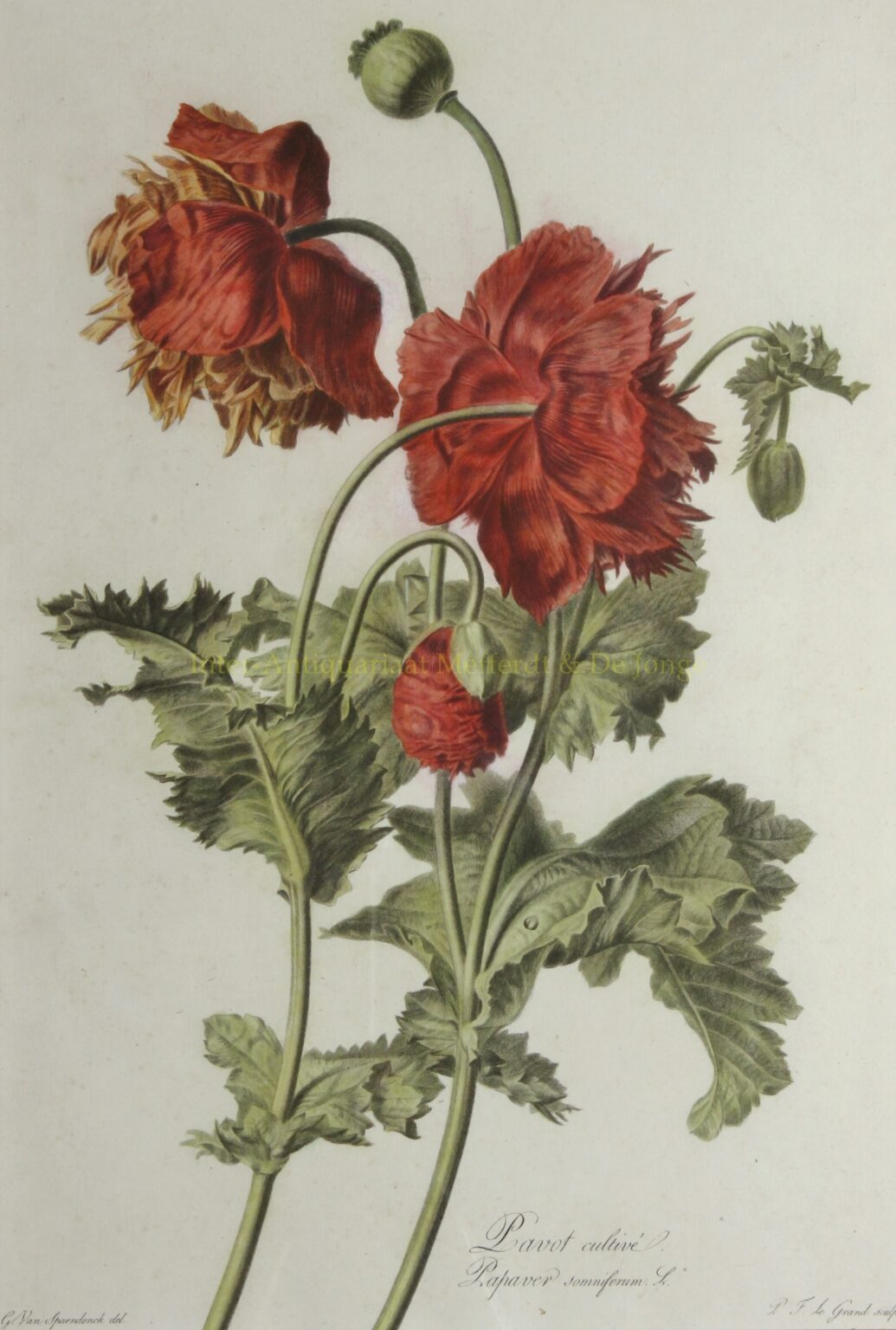 Poppies - Gerard van Spaendonck, 1799-1801 - Image 2
