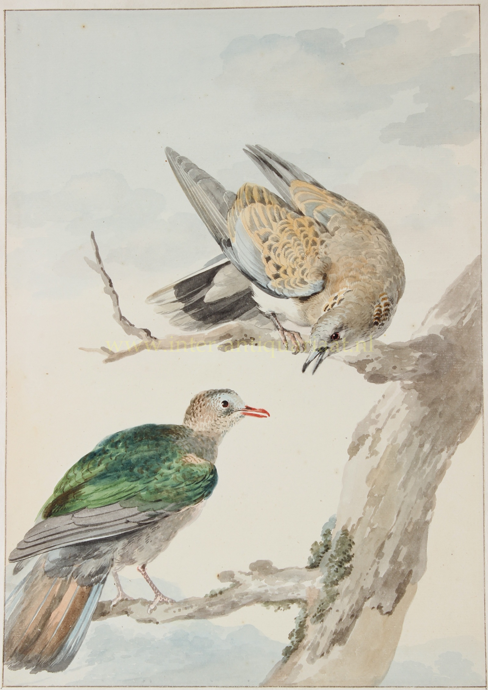 Turtle doves - Aert Schouman, ca. 1750