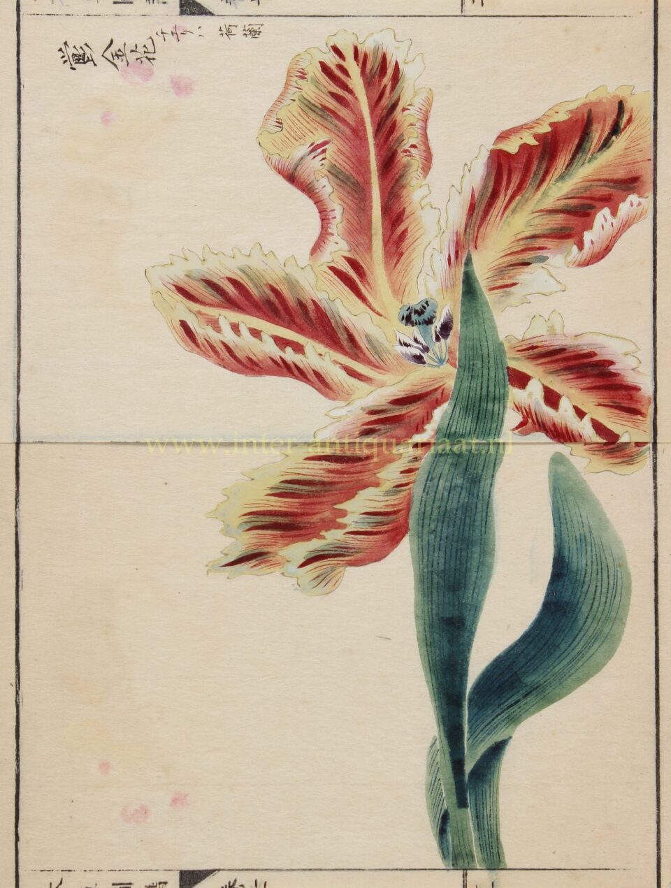 Tulip - Iwasaki Kan'en, 1828-1844