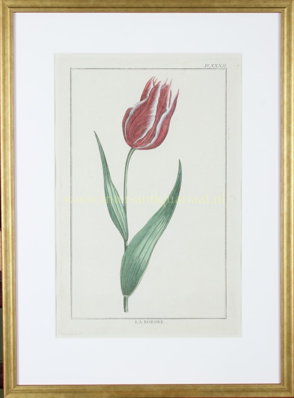 Tulip - Pierre Joseph Buch’oz, 1781-1797 - Image 2