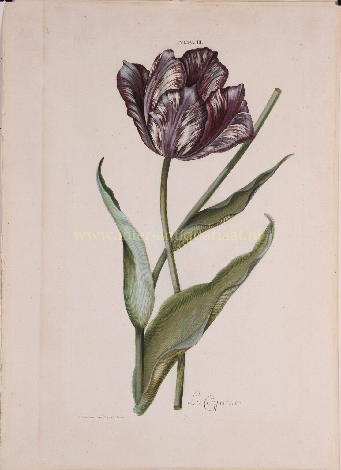 Tulip - Adam Ludwig Wirsing for Christoph Jakob Trew, 1750-1786 - Image 2