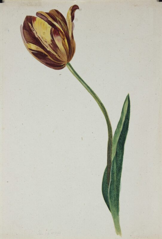 19e-eeuwse tulp