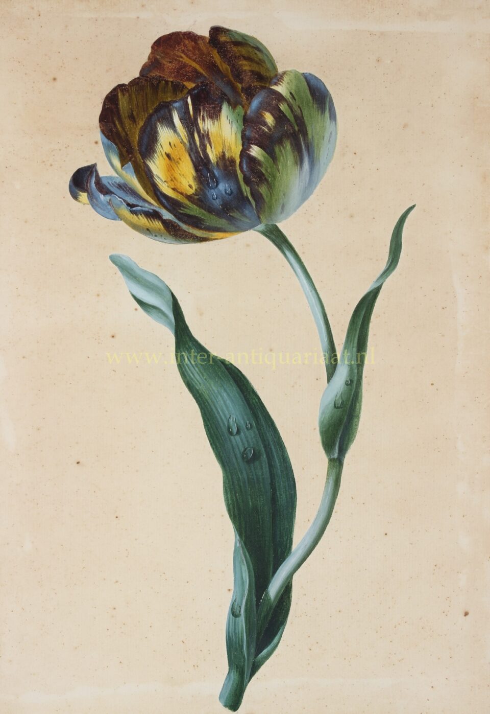 Tulip - anonymous, c. 1740