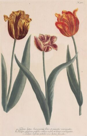 antique tulip print Weinmann 18th century