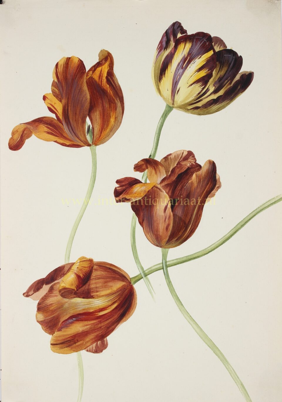 Tulips - anonymous, c. 1820