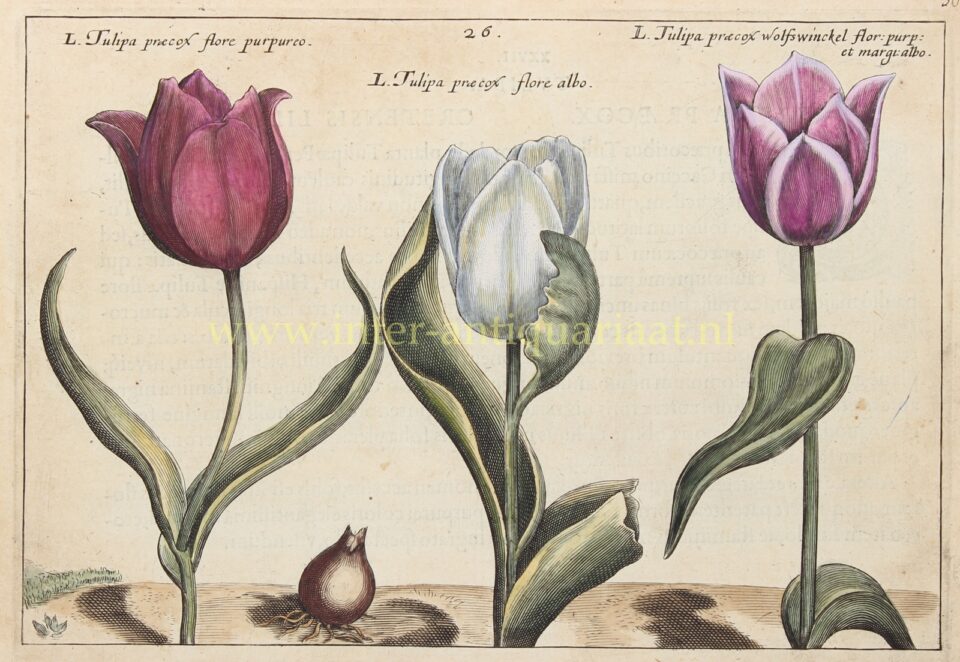 Tulips - Crispijn van de Passe the Younger, 1617