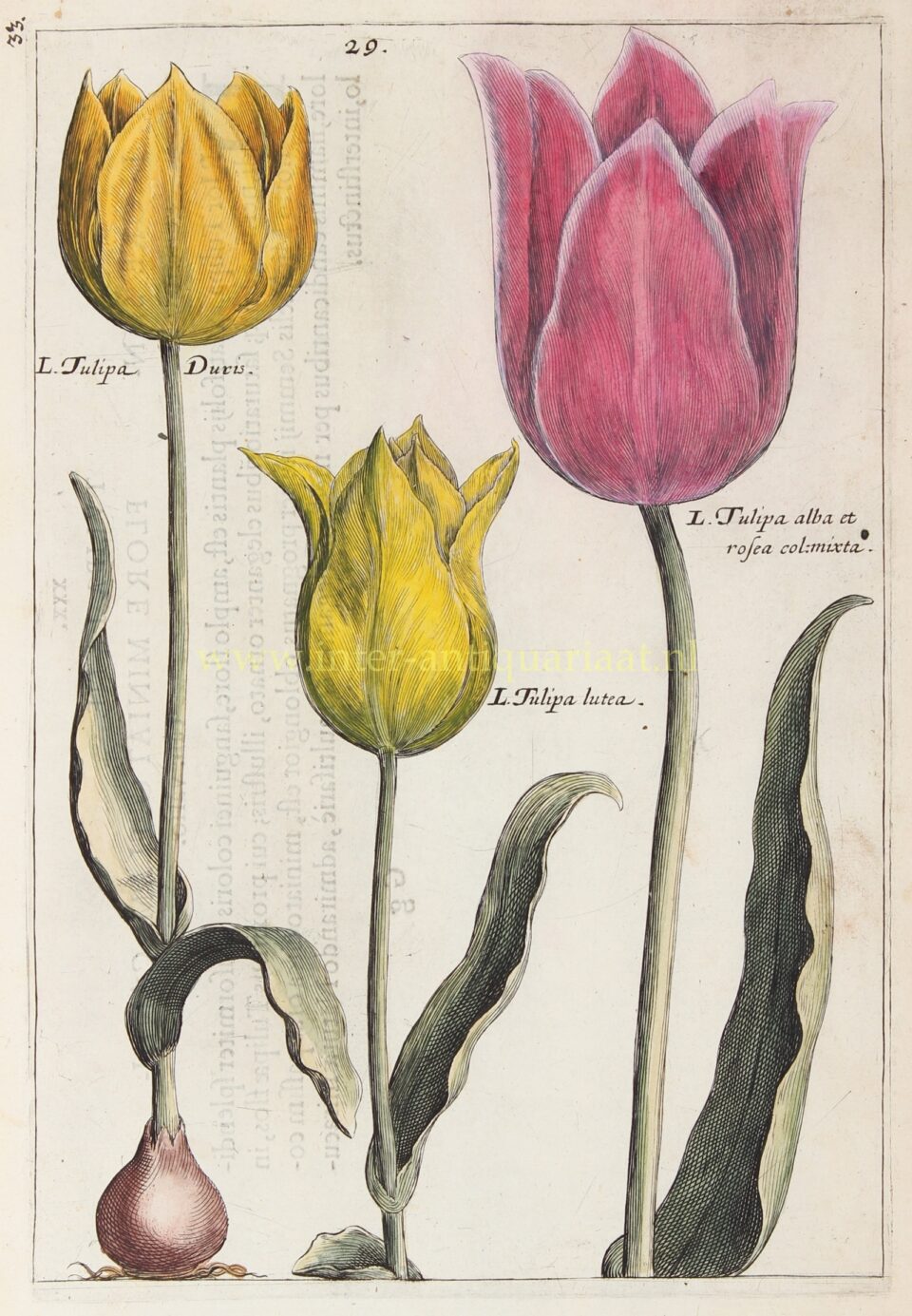 Tulips - Crispijn van de Passe the Younger, 1617
