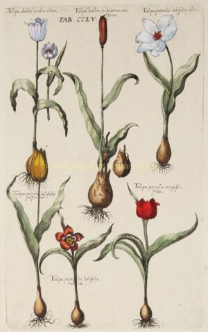 Tulips - Johann Theodor de Bry + Matthaeus Merian, 1719