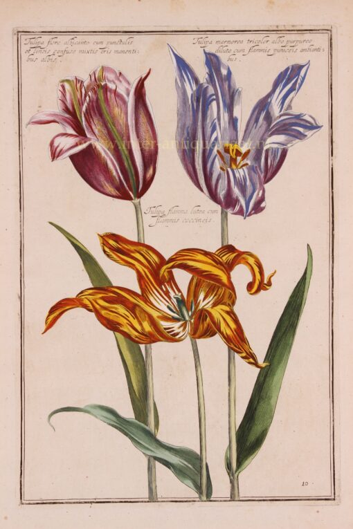 17e eeuwse tulpen prent