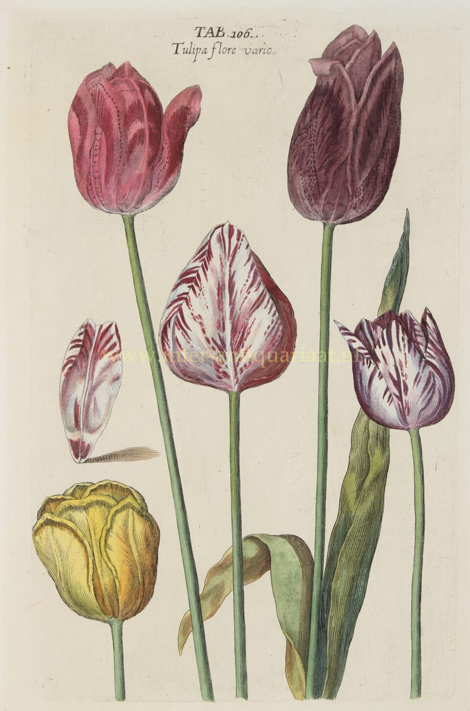 Tulips - Johann Theodor de Bry + Matthäus Merian, 1641