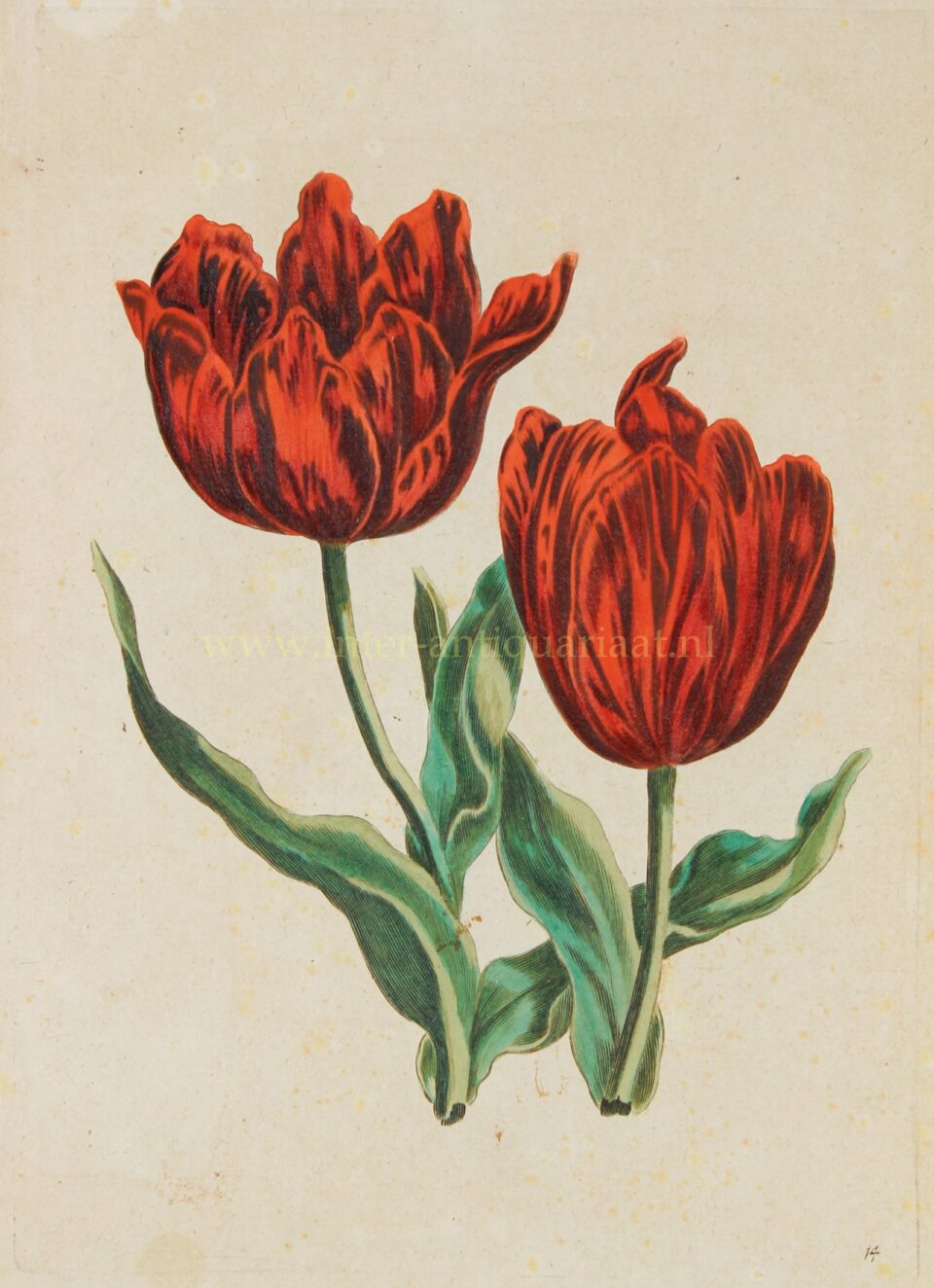 Two tulips - Hendrik Leffert Meyling after Paul Theodor van Brussel, c. 1794