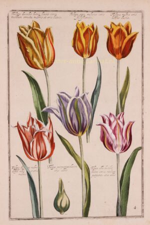 17e eeuwse tulpen prent