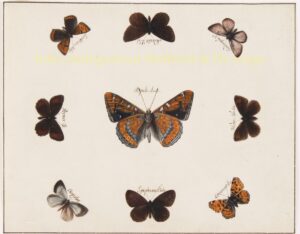 vlindertekeningen - 19de eeuw