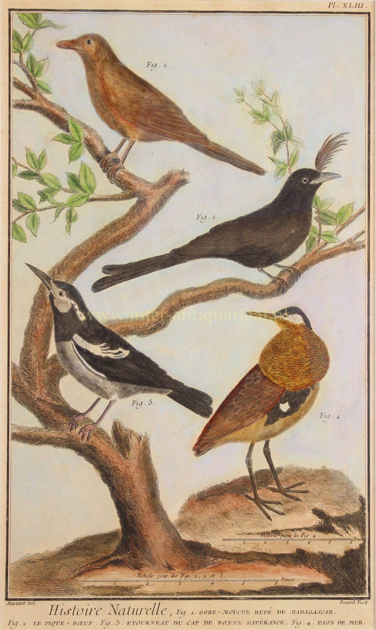 Exotic birds - Diderot et d'Alembert - 1751-1777 - Image 6