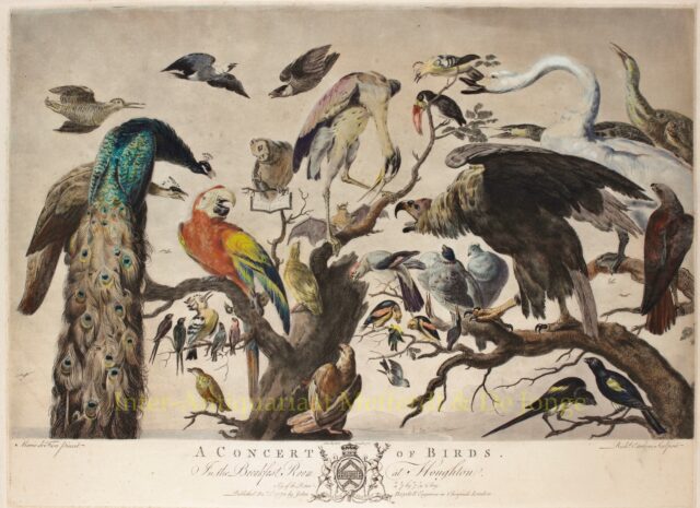 Het Vogelconcert - naar Frans Snyders