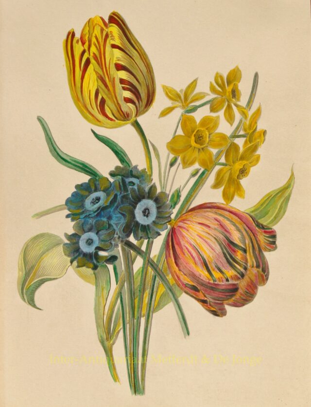 Bloemstilleven met tulpen - A.C. Cruys
