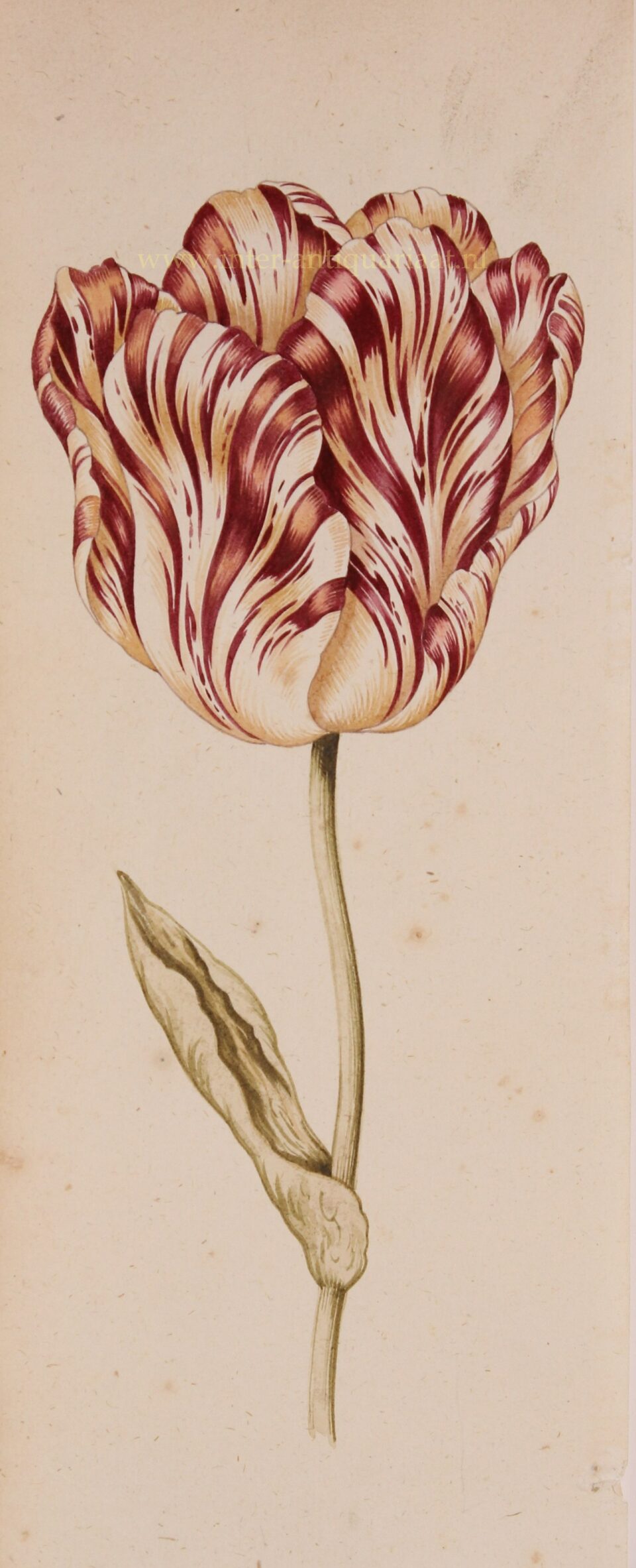 tulpen tekening donker rood ca. 1700