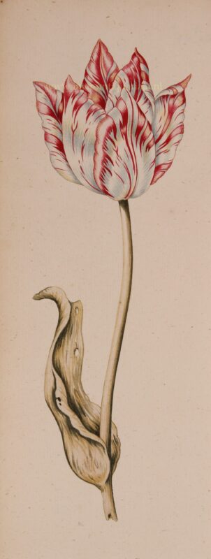 gevlamde rode tulp - rond 1700
