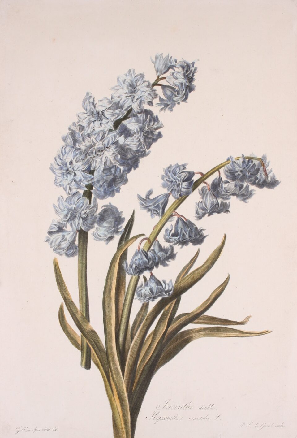 hyacint stippelgravure Gerard van Spaendonck