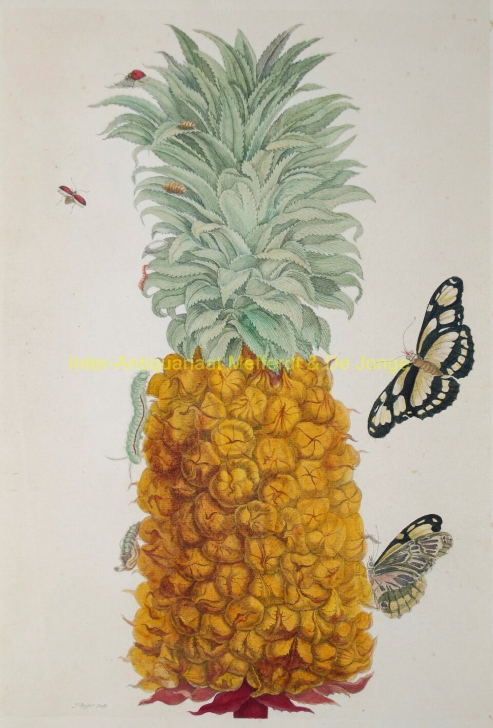 Maria Sibylla Merian - Ananas (Pineapple)