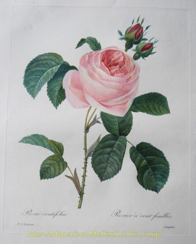 Redouté - Roses: Rosa Centifolia - Rosier a  cent Feuilles