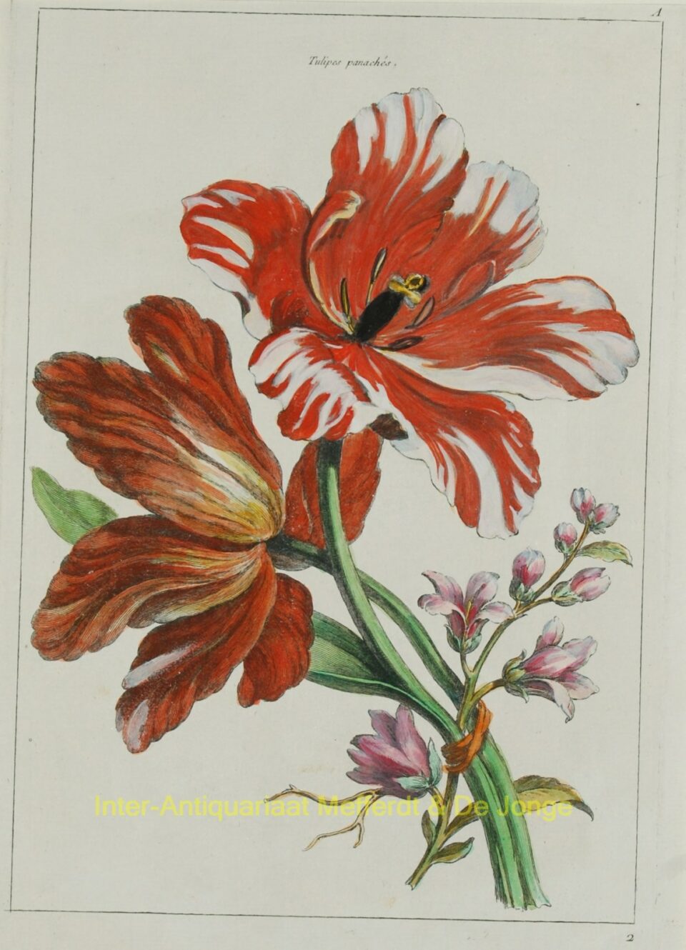 Tulip - antique print