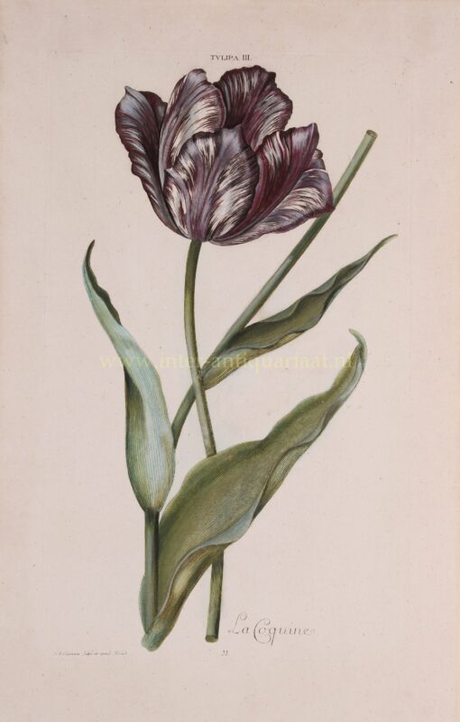 Tulp – Adam Ludwig Wirsing voor Christoph Jakob Trew, 1750-1786