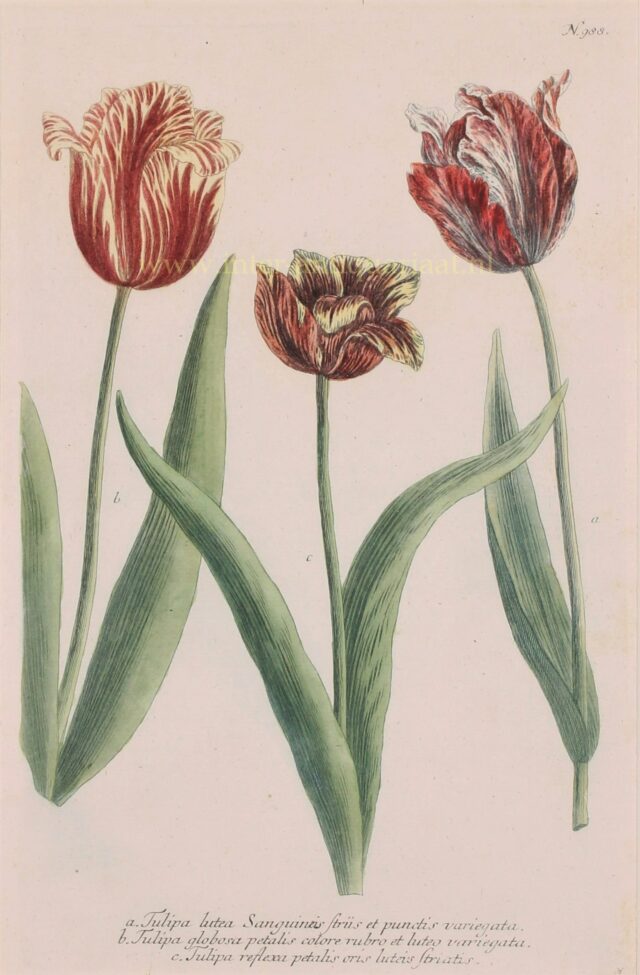 18e-eeuwse tulpen ets