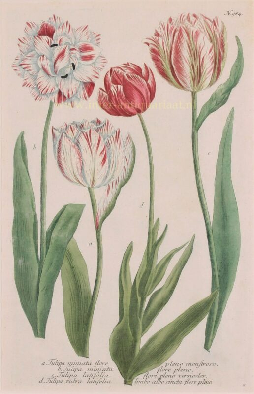 Tulpen – Johann Wilhelm Weinmann, 1737-1745