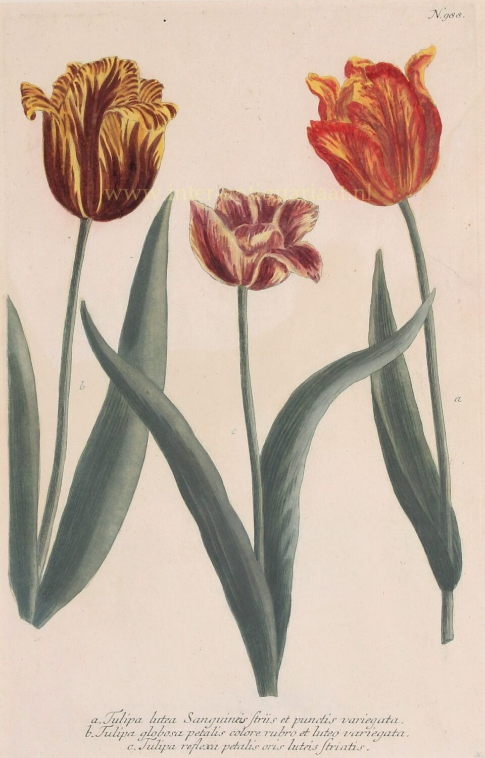 tulpen antieke ets 18e-eeuw