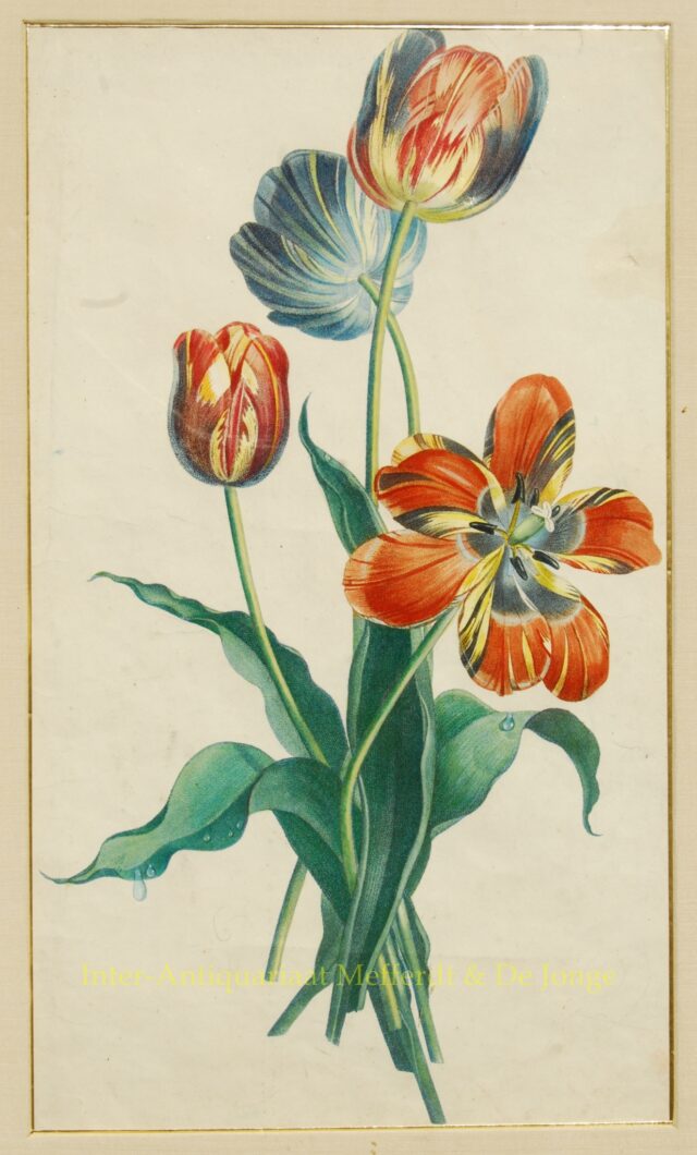 Tulpen - naar Jean Louis Prévost - oude prent