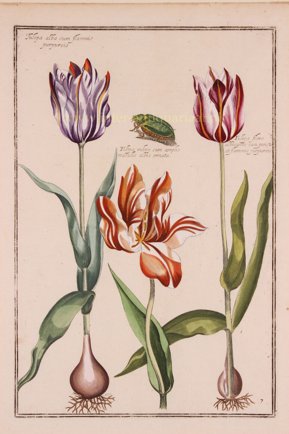 17e eeuwse tulpen prent