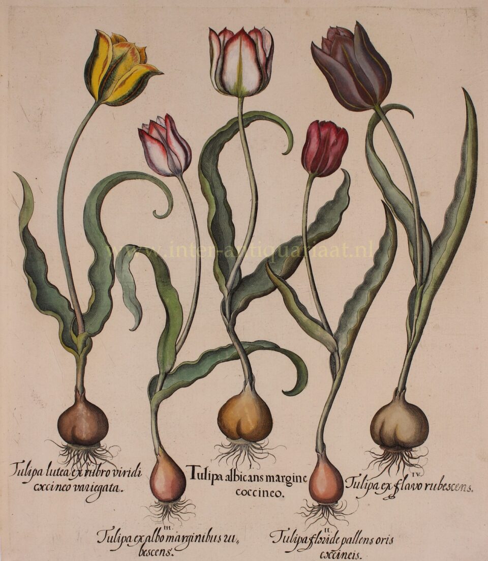 tulpen, begin 17de-eeuw