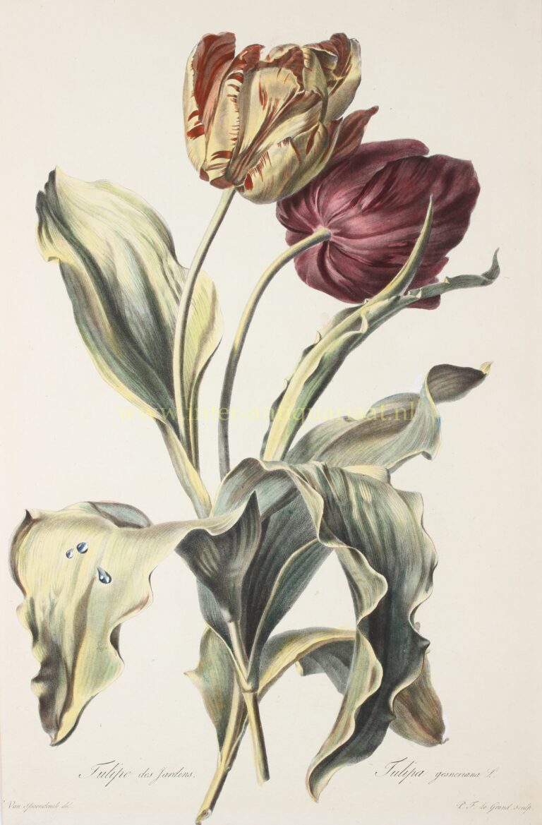 Tulpen - Gerard van Spaendonck, 1799-1801