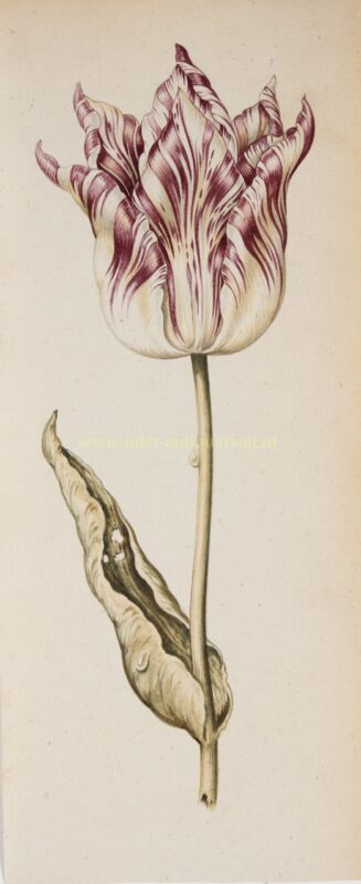 Gebroken tulp paars – ca. 1700