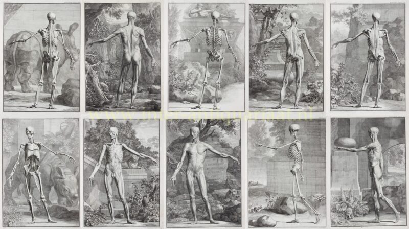 Anatomie – Jan Wandelaar naar Bernhard Siegfried Albinus, 1742-1747