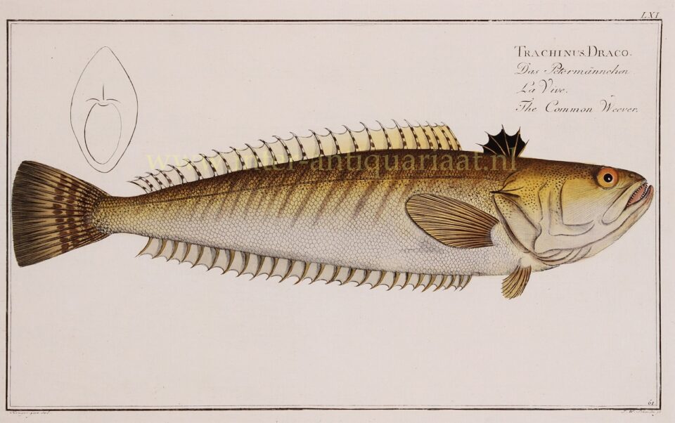 Pieterman vis - Markus Elieser Bloch, 1782-1795