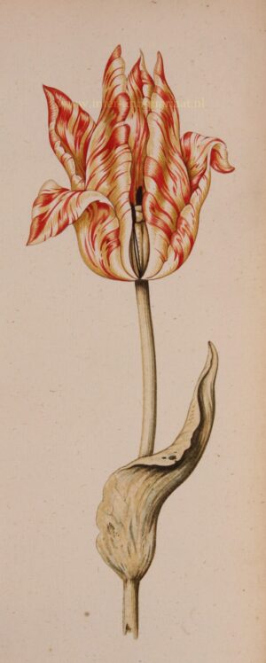 gevlamde oranje tulp ca. 1700