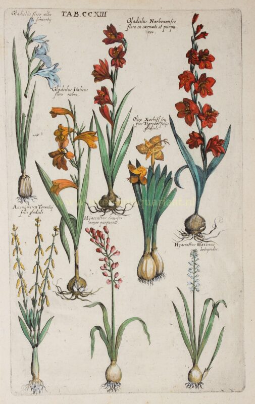 Gladiolen en hyancinten – Johann Theodor de Bry + Matthaeus Merian, 1719