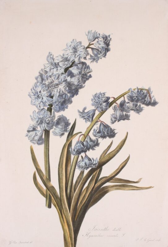 Hyacint – Gerard van Spaendonck, 1799-1801