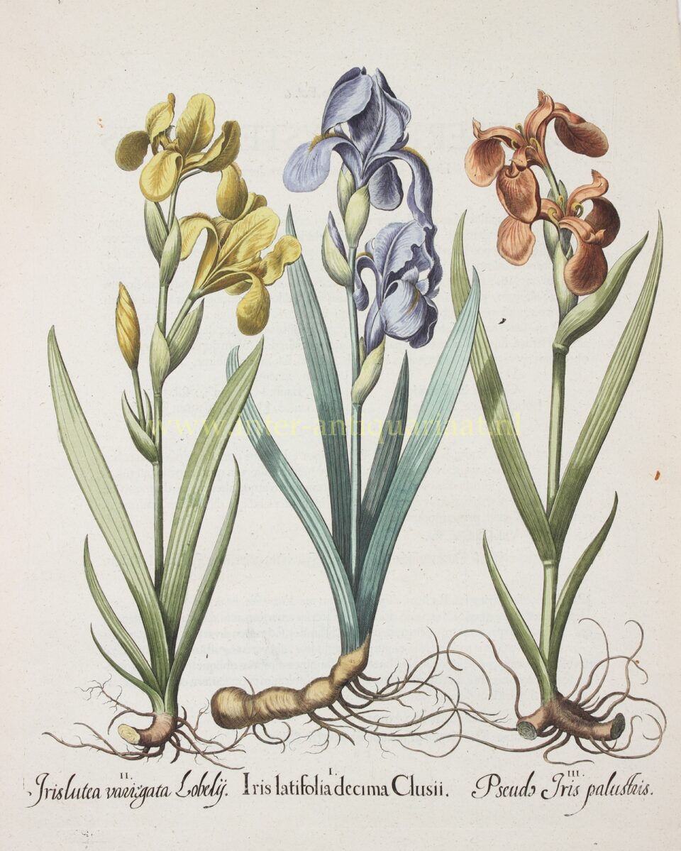 Irissen Hortus Eystettensis Basilius Besler 17e-eeuw originele gravure