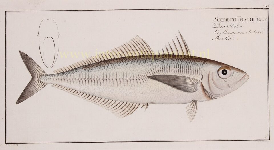 Horsmakreel - Markus Elieser Bloch, 1782-1795