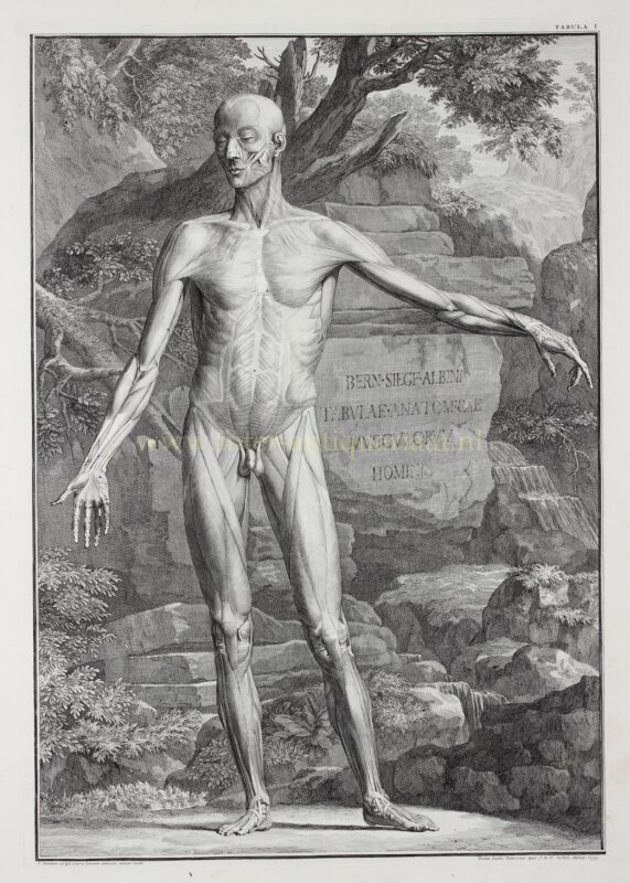 Anatomie, spieren van de mens (plaat I) – Jan Wandelaar naar Bernhard Siegfried Albinus, 1747