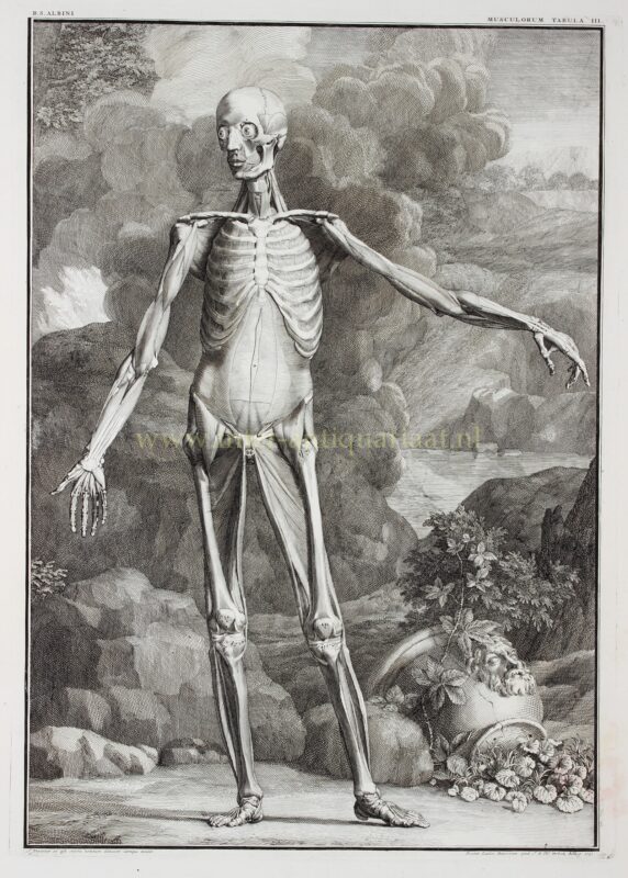 Anatomie, spieren van de mens (plaat III) – Jan Wandelaar naar Bernhard Siegfried Albinus, 1747