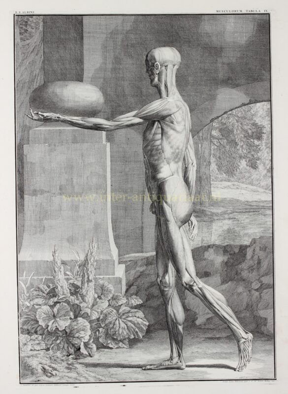 Anatomie, spieren van de mens (plaat IX) – Jan Wandelaar naar Bernhard Siegfried Albinus, 1747