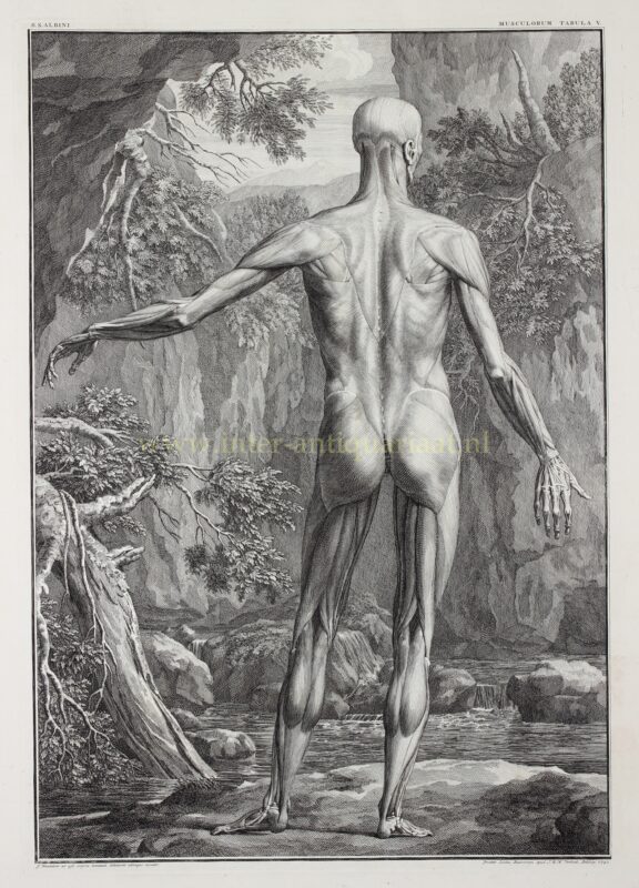 Anatomie, spieren van de mens (plaat V) – Jan Wandelaar naar Bernhard Siegfried Albinus, 1747