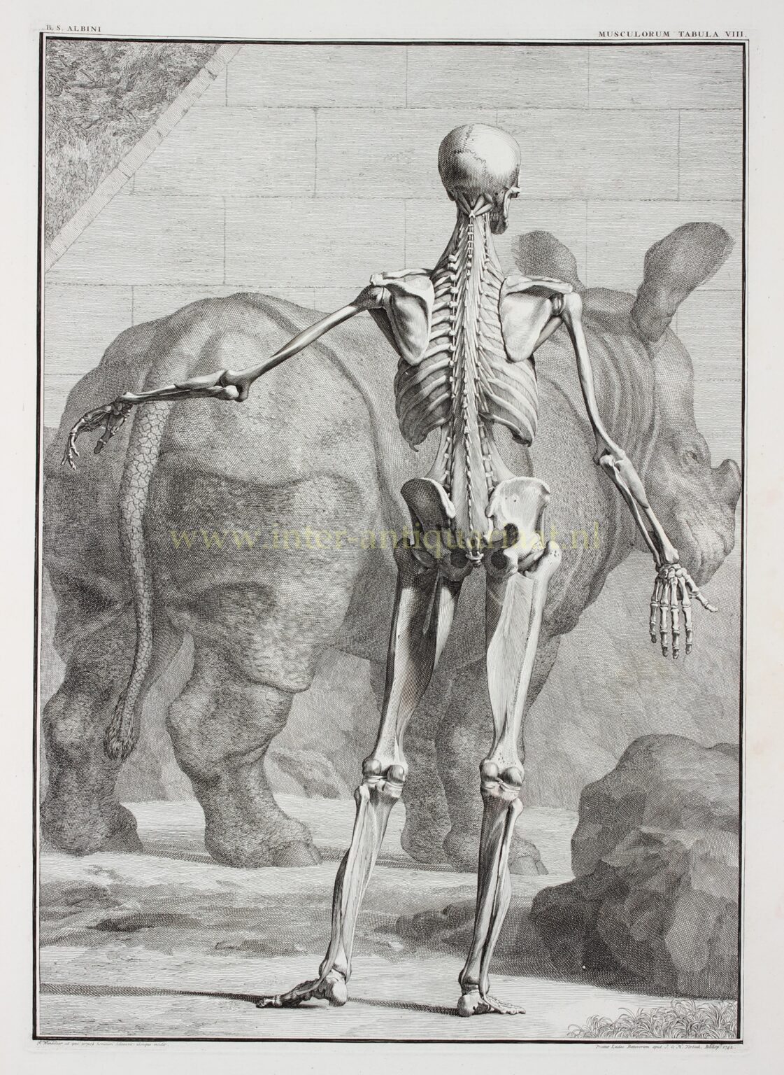 Anatomie - Jan Wandelaar naar Bernhard Siegfried Albinus, 1742-1747