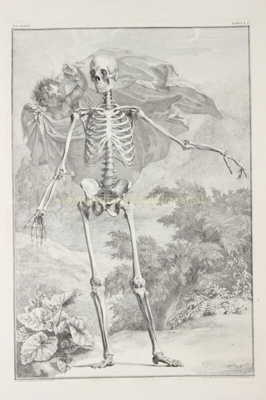 Anatomie, menselijk skelet (plaat I) - Jan Wandelaar naar Bernhard Siegfried Albinus, 1747