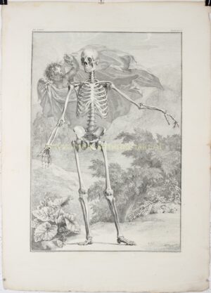 Alternative view of Anatomie, menselijk skelet (plaat I) - Jan Wandelaar naar Bernhard Siegfried Albinus, 1747